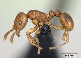 Tetramorium cognatum