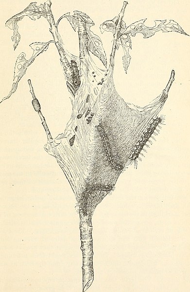 File:The apple-tree tent caterpillar. (Malacasoma americana Fab.) (1908) (19750481321).jpg