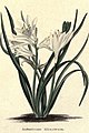 The botanic garden (Plate 22) - Anthericum liliastrum.jpg