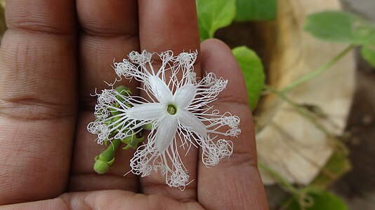 The flower of a Trichosanthes cucumerina in hand