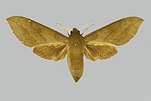 Theretra jugurtha jugurtha, weiblich, Oberseite.Nigeria, Ibadan.jpg