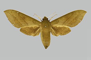 <i>Theretra jugurtha</i> Species of moth