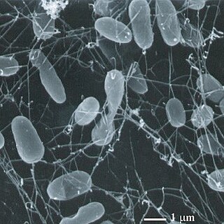 <i>Pyrolobus fumarii</i> Species of prokaryote