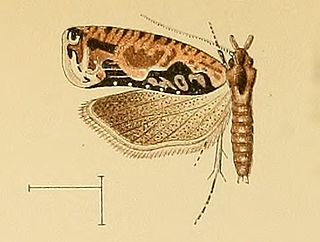 <i>Thiodia glandulosana</i> Species of moth