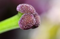 Pistil