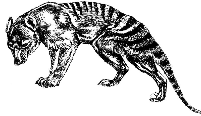 File:Thylacine (PSF).png