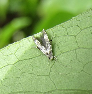 <i>Thylacosceles radians</i> Species of moth endemic to New Zealand