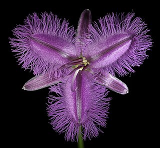 <i>Thysanotus dichotomus</i> Species of plant