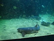 Tiburon en el acuario de Veracruz 04.jpg