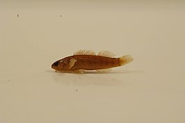 Etheostoma tippecanoe