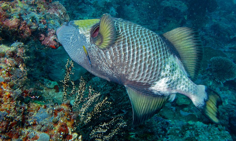 File:Titan Triggerfish (Balistoides viridescens) (8502745241).jpg