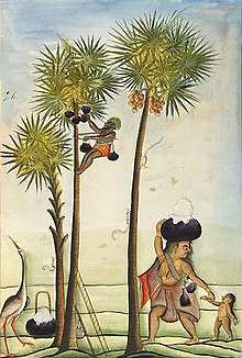 Toddy-tapper climbing a toddy palm in Madras, ca. 1785 Toddy-tapper climbing a toddy palm 1785.jpg (cropped).jpg