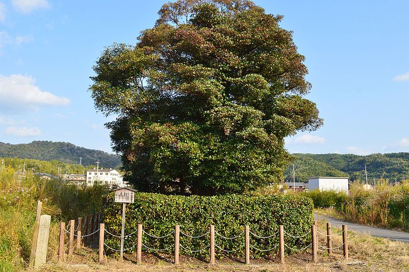 File:Tomb of Prince Mochihito, baicho.jpg