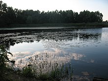 Зарості водяного горіха у верхній частині Галерної затоки. Фото 2012 р.