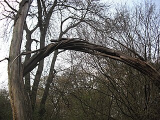 <span class="mw-page-title-main">Exploding tree</span> Natural Phenomenon that occurs in trees.