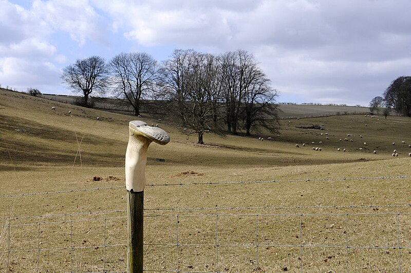 File:Trees and Pasture - geograph.org.uk - 3845249.jpg