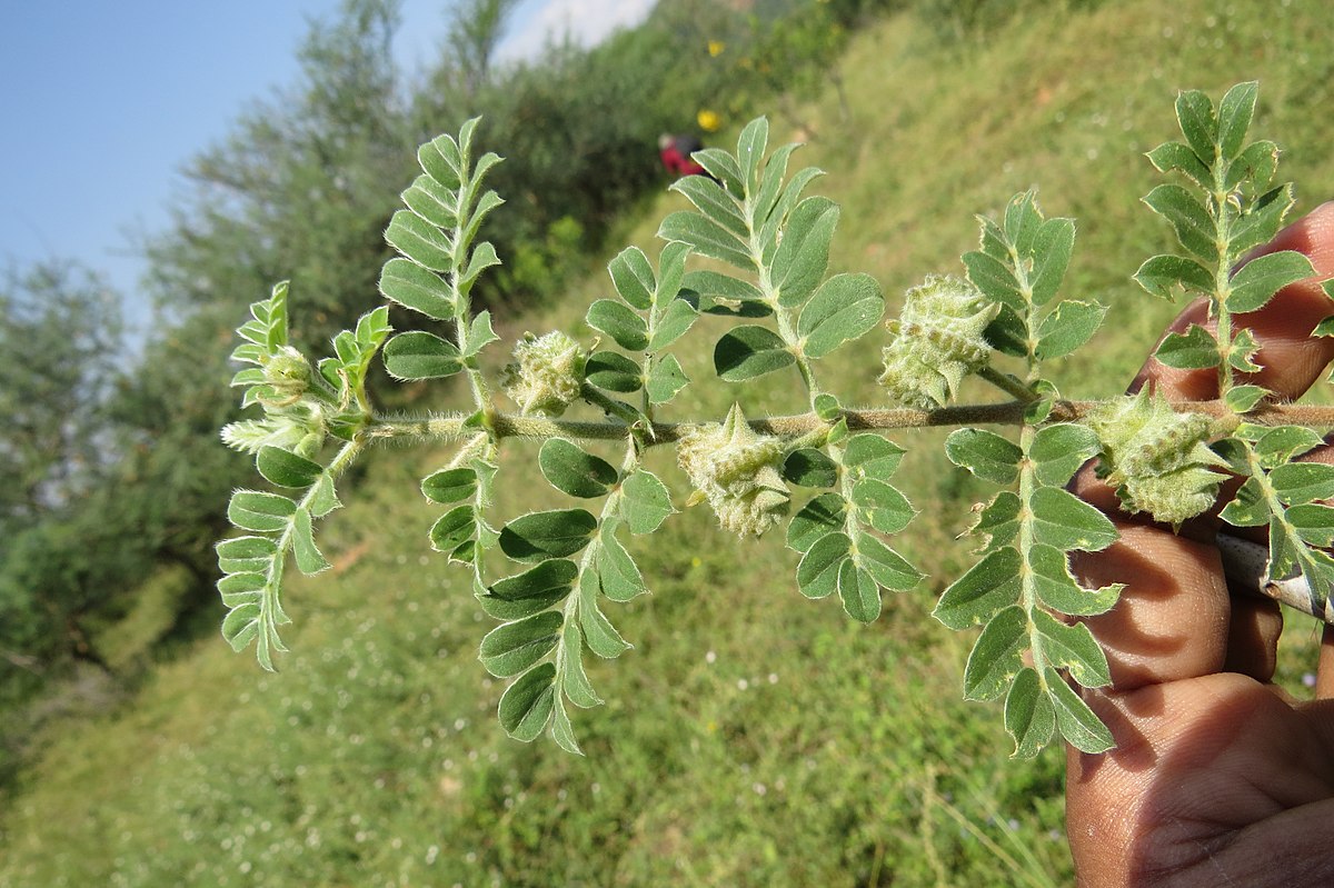 Tribulus terrestris para que sirve