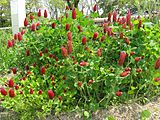 Trifolium incarnatum, or crimson clover