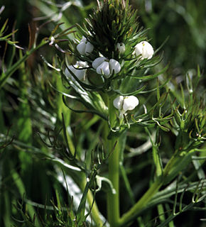 <i>Triphysaria versicolor</i> species of plant