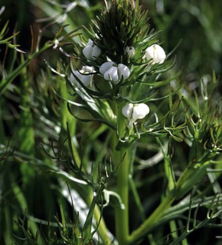 <i>Triphysaria versicolor</i> Species of flowering plant