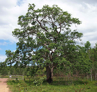 <i>Lophostemon suaveolens</i> species of plant