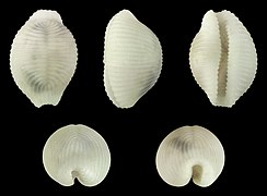 Trivirostra edgari, shell