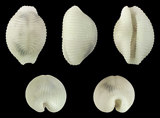 <i>Trivirostra edgari</i> Species of gastropod