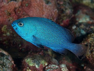 <i>Epinephelus cyanopodus</i> Species of fish