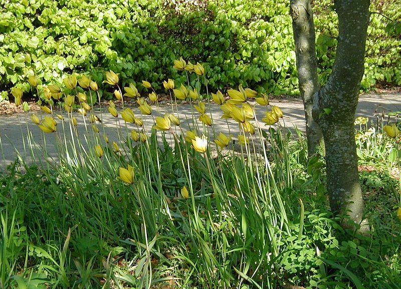 File:Tulipa-sylvestris-total.JPG