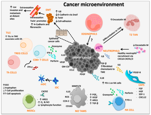 The micro-environment of breast cancer in three dimensions - ecancer