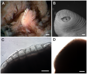 (A) Jaw of Tyrannobdella rex (B) Front suction cup of Tyrannobdella rex (C) Teeth of Tyrannobdella rex (D) Teeth of Limnatis paluda [1]