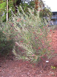 Дендрарий Калифорнийского университета в Дэвисе - Grevillea speciosa.jpg