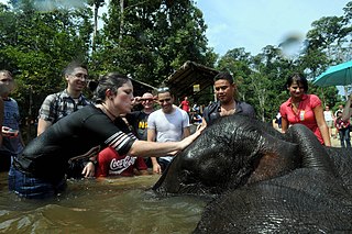 <span class="mw-page-title-main">Kuala Gandah Elephant Conservation Centre</span>