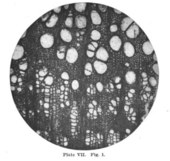 Ulmus protoamericana Ulmus protoamericana Penhallow 1907 Plate7 Fig1.png
