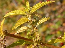 Urtica dioica gracilis (5107357421) .jpg