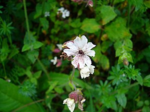 Microbotryum violaceum on white carnation