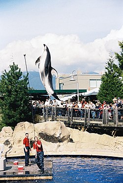 Vancouver aquarium dolphin.jpg