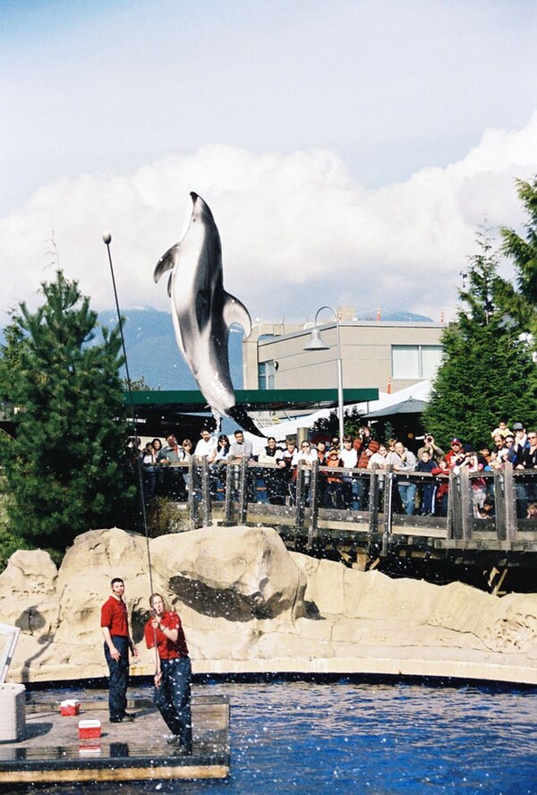 Spinnaker does a high-jump during dolphin show.