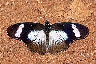 <i>Hypolimnas anthedon</i> Species of butterfly