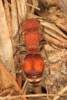 Sametový mravenec - Pseudomethoca sp.?, Pickering Creek Audubon Center, Easton, Maryland.jpg