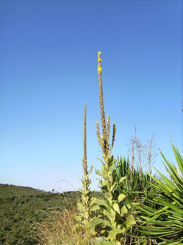 Verbascum Thapsus