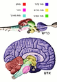 Vertebrate-brain-regions-he.png
