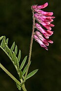 Vicia benghalensis 1DS-II 3-8869.jpg