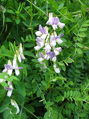 Forest vetch (Vicia sylvatica)