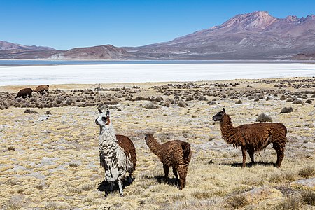 Vicuñas (Vicugna vicugna), Laguna de Salinas, Arequipa, Perú, 2015-08-02, DD 45.JPG