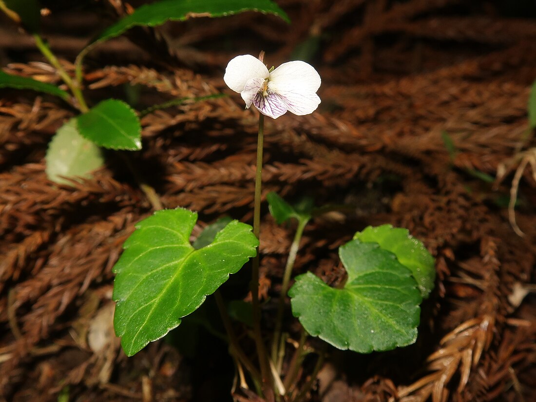 Viola boissieuana