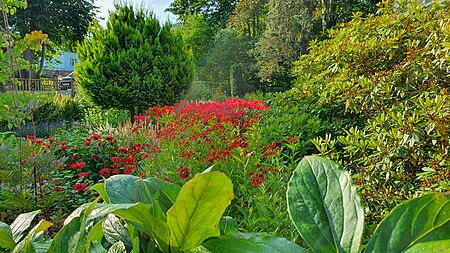 Vorgarten mit Rhododendren