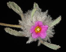 Waltheria virgata (6280190670) .jpg