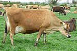 Boynuzsuz kafası ve içbükey alnı olan açık kahverengi bir ineğin renkli fotoğrafı.  Uzuvlar ve kaslar ince ve meme büyüktür.
