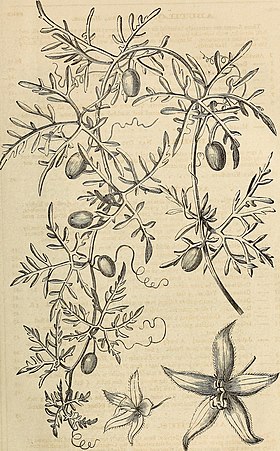 Washburn and Co.'s amateur cultivator's guide to the flower and kitchen garden - containing a descriptive list of two thousand varieties of flower and vegetable seeds - also a list of French hybrid (14596708487).jpg